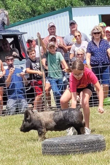Greased Pig Contest